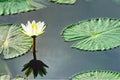 Lotus in pond with reflection and copy text space Royalty Free Stock Photo