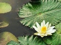 Lotus in pond with reflection and copy text space Royalty Free Stock Photo