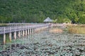 Lotus pond scenery