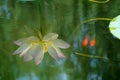 Lotus pond scenery Royalty Free Stock Photo