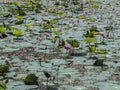 Lotus pond in shri Lanka