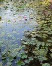 A lotus pond with the sky reflecting in the water Royalty Free Stock Photo