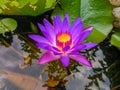 The lotus in the pond.