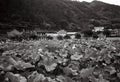 A lotus pond in Songyang, China