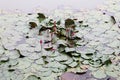 Lotus pond in the museum