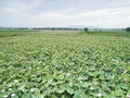 Lotus pond