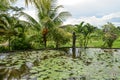 Lotus pond at sunny day Royalty Free Stock Photo