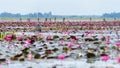 Lotus pond at Thale Noi Waterfowl Reserve Park Royalty Free Stock Photo