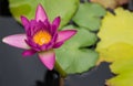 Lotus in the pool , Flower , Background