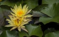 Lotus in the pool , Flower , nature background or wallpaper