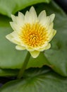 Lotus in the pool , Flower , nature background or wallpaper