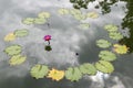Lotus in the pool , Flower , nature background or wallpaper
