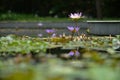 Lotus pool Royalty Free Stock Photo