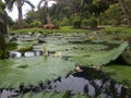 Lotus pound in the garden 2. Royalty Free Stock Photo