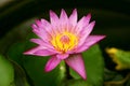 Lotus in purple color has just bloom. nature pink flower purple lotus