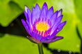 Lotus purple flower close-up Royalty Free Stock Photo