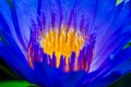 Lotus purple flower close-up Royalty Free Stock Photo