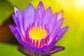 Lotus purple flower close-up Royalty Free Stock Photo