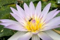 Lotus in Purple and One bee on pollen Royalty Free Stock Photo