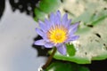 Lotus or purple lotus or Water Lily or Nymphaea lotus or NYMPHAEACEAE Royalty Free Stock Photo