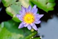 Lotus or purple lotus or Water Lily or Nymphaea lotus or NYMPHAEACEAE Royalty Free Stock Photo
