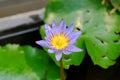 Lotus or purple lotus or Water Lily or Nymphaea lotus or NYMPHAEACEAE Royalty Free Stock Photo