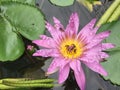Lotus or purple water lily