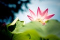 A lotus in Qingdao Art Museum Royalty Free Stock Photo