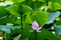 Lotus rare flower