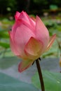 Lotus rare flower. Symbol of purity.