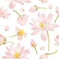 Lotus realistic illustration Royalty Free Stock Photo