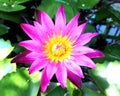 Lotus red flower In the sink