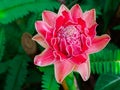 lotus or red water lily green nature background. Royalty Free Stock Photo