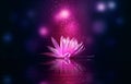 Lotus reflection pink lighting purple background Royalty Free Stock Photo