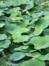 Lotus in Rip Van Winkle Gardens Royalty Free Stock Photo