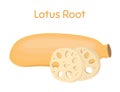 Lotus root, slices of exotic fruit. Tropical plant. Vector illustration