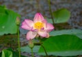 Lotus or sacred lotus or Laxmi lotus or Indian lotus Nelumbo nucifera flower isolated with buds in background Royalty Free Stock Photo