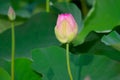 Lotus or sacred lotus or Laxmi lotus or Indian lotus Nelumbo nucifera flower bud isolated Royalty Free Stock Photo