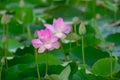 Lotus or sacred lotus or Laxmi lotus or Indian lotus Nelumbo nucifera flower isolated with buds in background Royalty Free Stock Photo