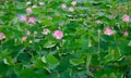 Lotus or sacred lotus or Laxmi lotus or Indian lotus Nelumbo nucifera flowers Royalty Free Stock Photo