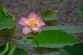 Lotus or sacred lotus or Laxmi lotus or Indian lotus Nelumbo nucifera flower isolated with buds in background Royalty Free Stock Photo