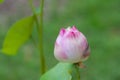 Lotus scientific name: Nelumbo nucifera Royalty Free Stock Photo