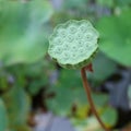 Lotus seed