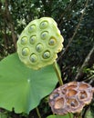 Lotus seed imature pod and dried seed pod