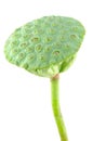 Lotus seed pod Royalty Free Stock Photo