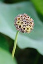 Lotus Seed Pod