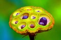 Lotus Seed Pod Royalty Free Stock Photo