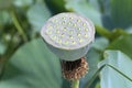 Lotus seed pod Royalty Free Stock Photo