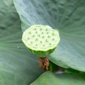 Lotus Seed Pod Royalty Free Stock Photo