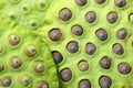 Lotus seed pod Royalty Free Stock Photo